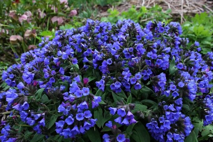 Blumen von Medunitsa