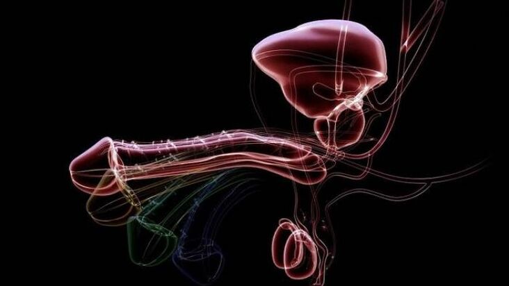 Warum tritt Ausfluss auf, wenn Männer aufgeregt sind, und ist das normal